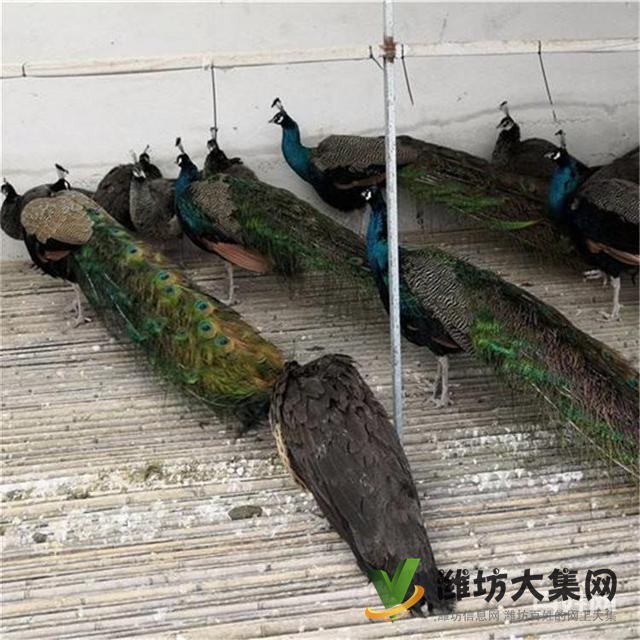 濰坊奎文孔雀養(yǎng)殖場出售成年藍(lán)孔雀價(jià)格